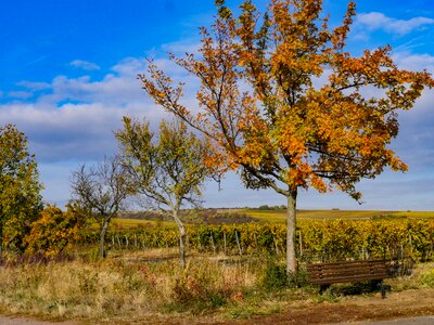 Deciduous tree nature fields