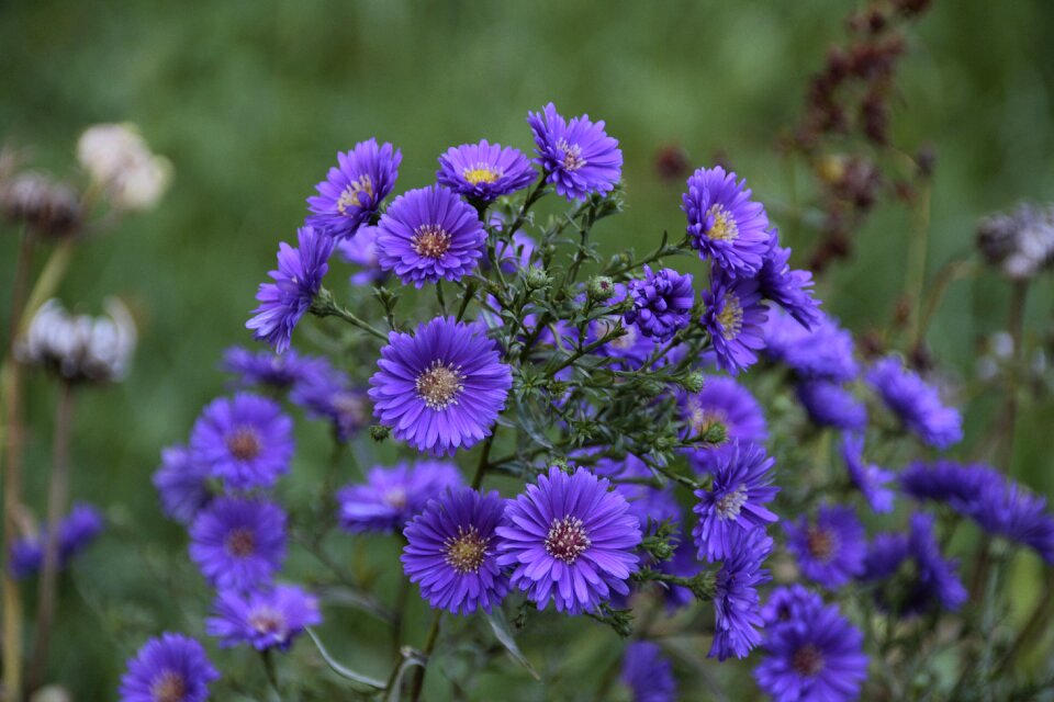 Purple bloom flower garden