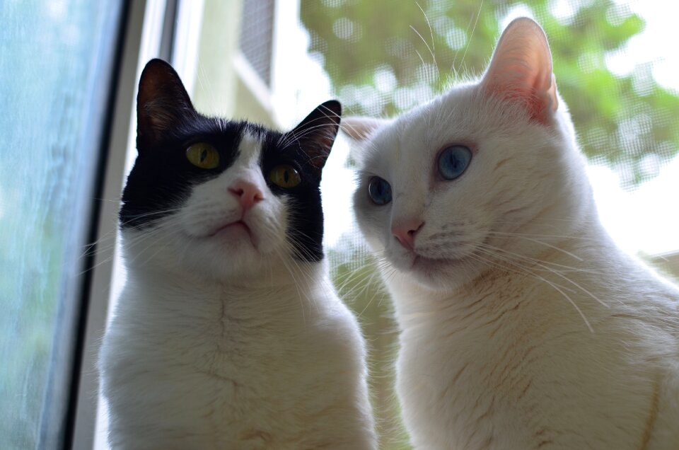 Animals together sweet