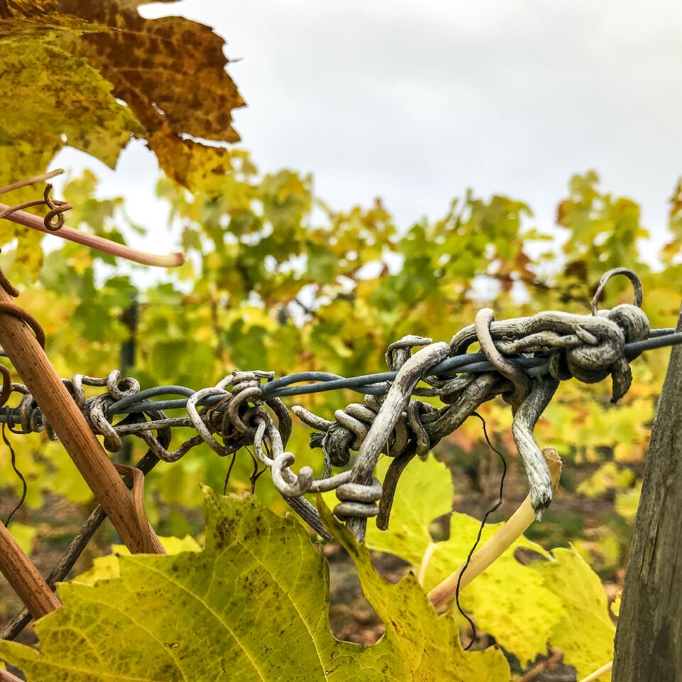 Agriculture wine drink
