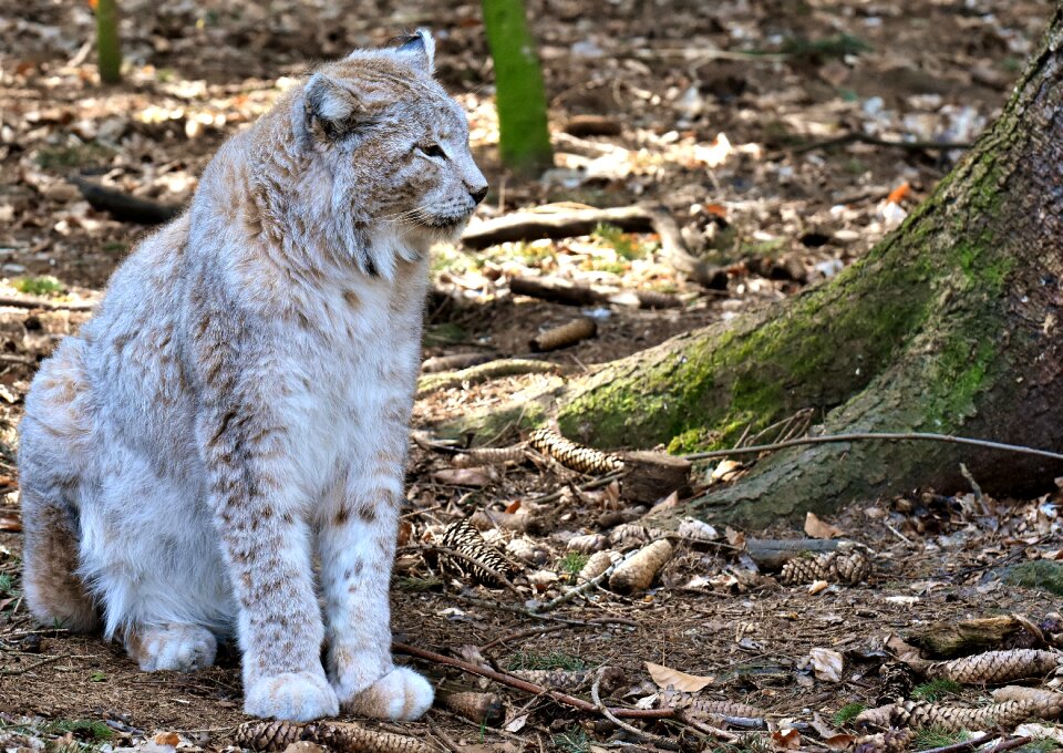 Carnivores animal world predator