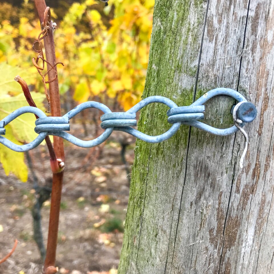 Agriculture wine drink