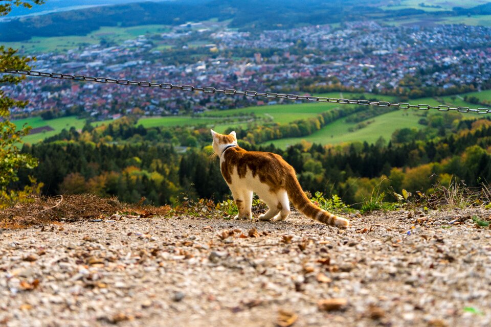 Mountain nature outlook