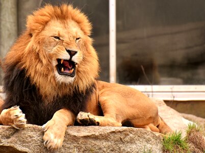 Mane big cat male photo