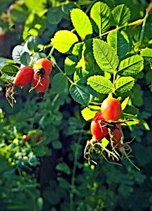 Wild rose fruits seeds