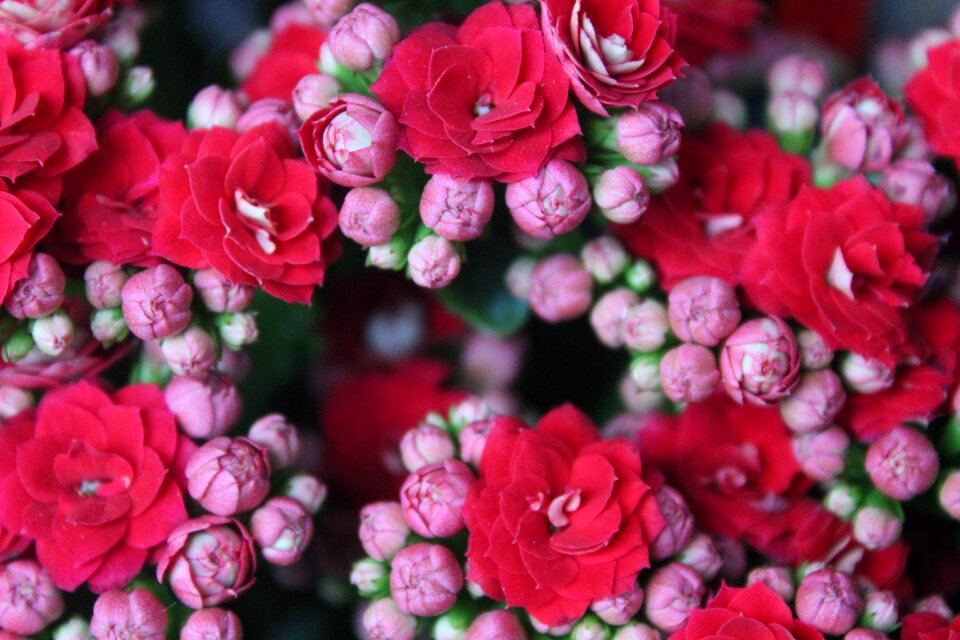 Blossom bloom nature