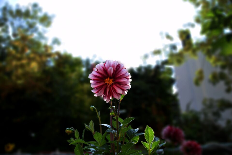 Flowers plant summer