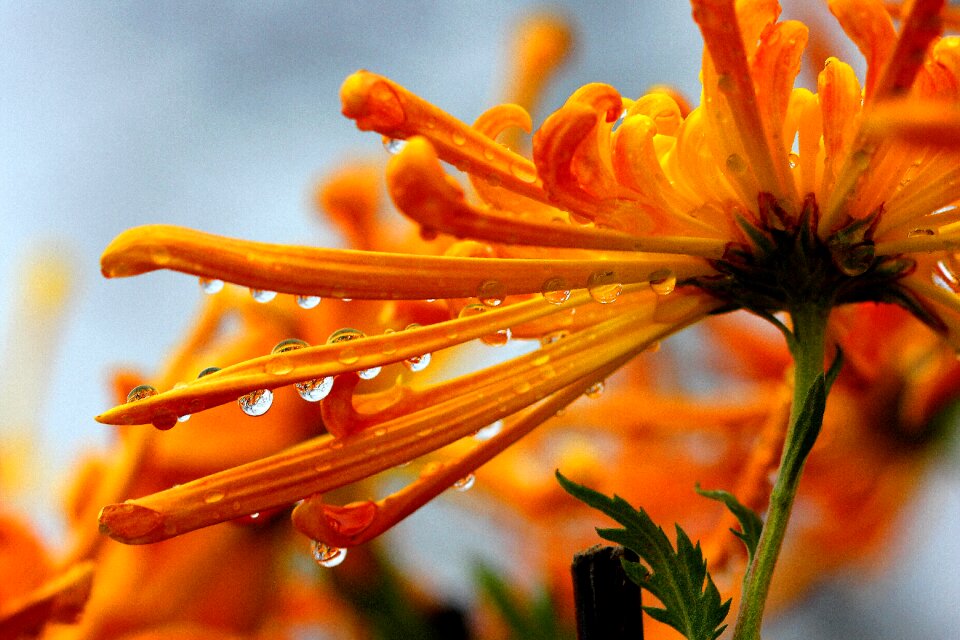 Water flowers trickle