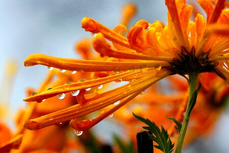 Water flowers trickle photo