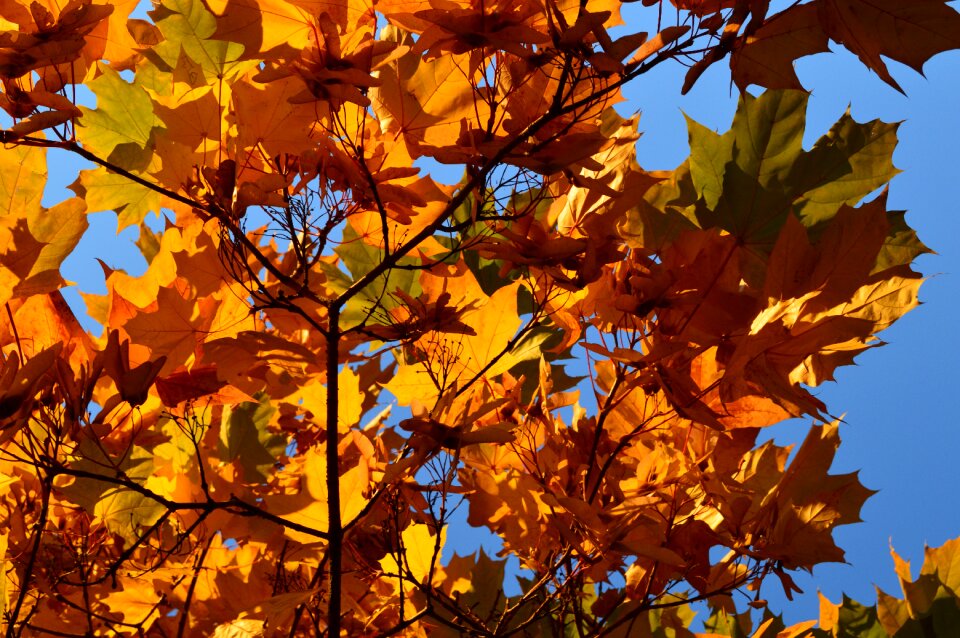 Nature colorful warm