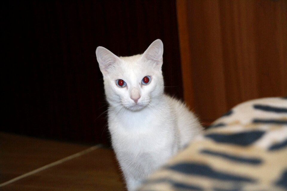 White eyes feline