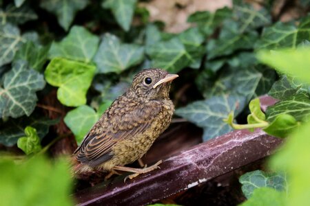 Plant nightingale grey bird