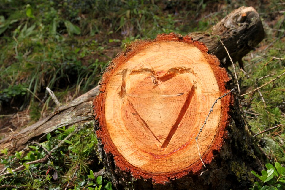 Tree stump tree rings heart