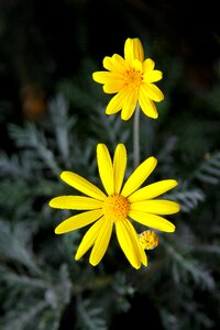 Republic of korea yellow landscape