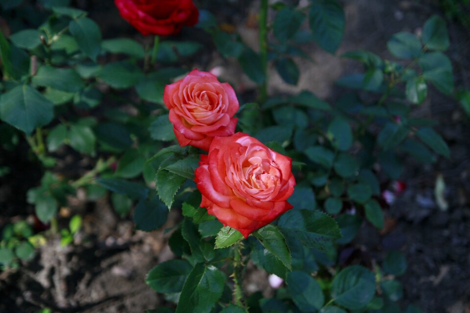 Love nature red