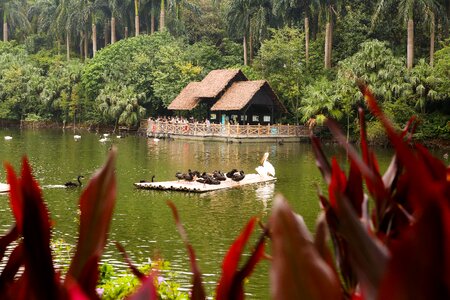 Hut jungle view