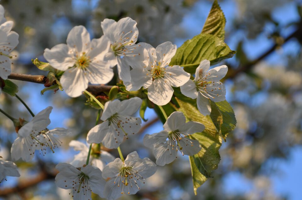 Spring cherry blossom ornamental cherry