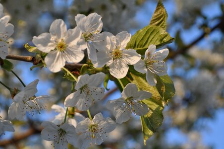 Spring cherry blossom ornamental cherry
