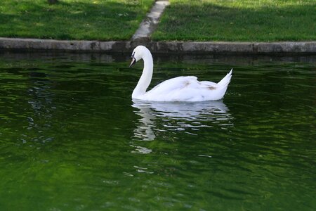 Elegant white swim