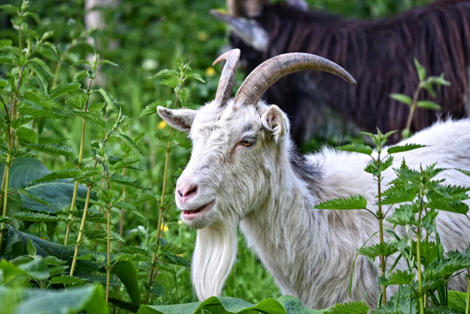 Animal mammal ruminant