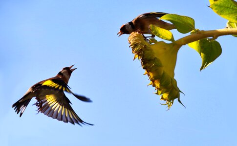 Dispute plumage defense