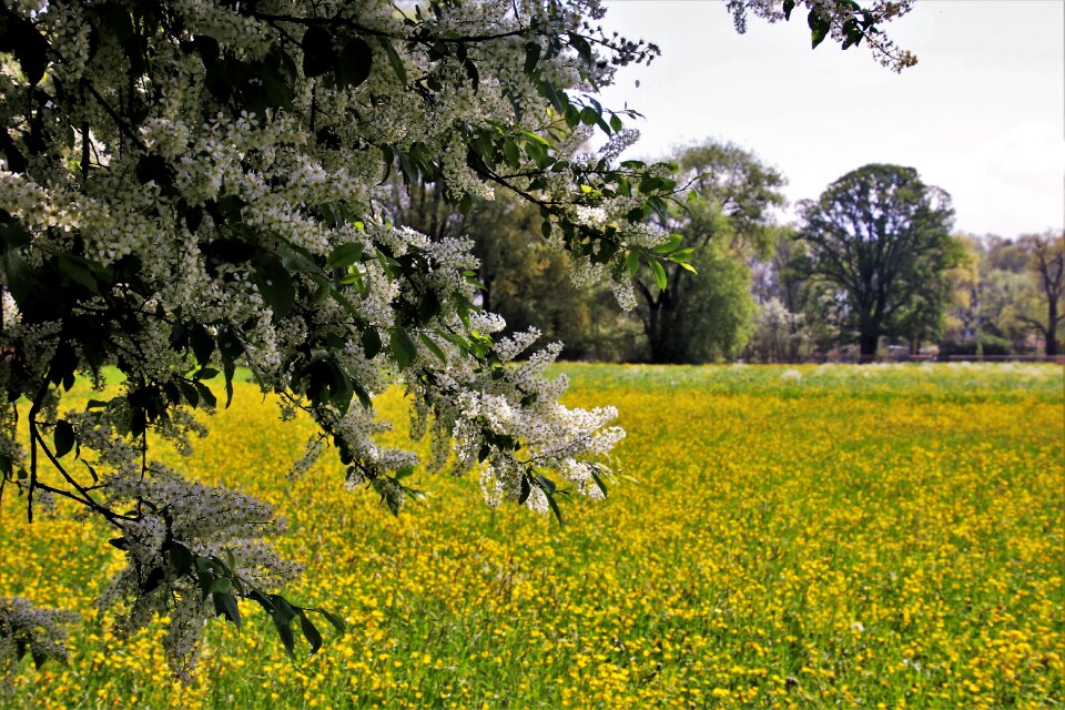Landscape tree plant