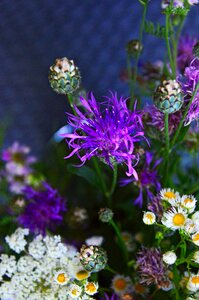 Summer bouquet nature romance photo