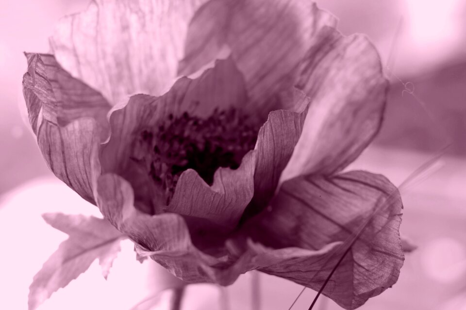 Flower paper flower rosewood