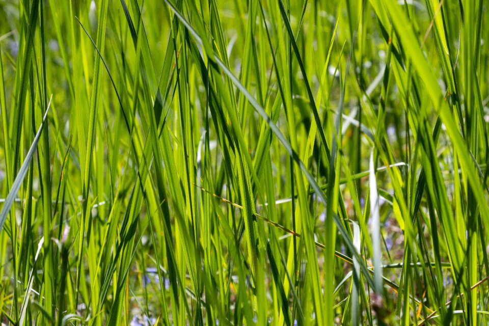 Green grass plant nature