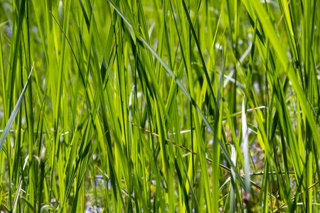 Green grass plant nature
