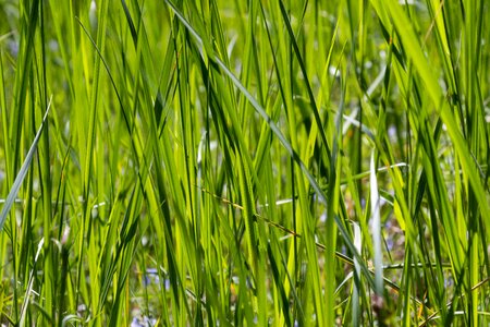 Green grass plant nature photo