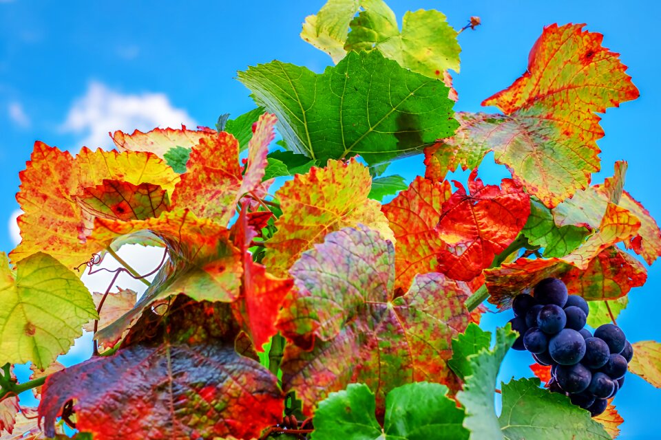 Fall foliage emerge autumn colours