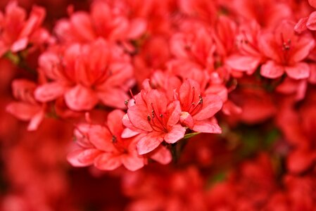 Flower blooming blossom photo