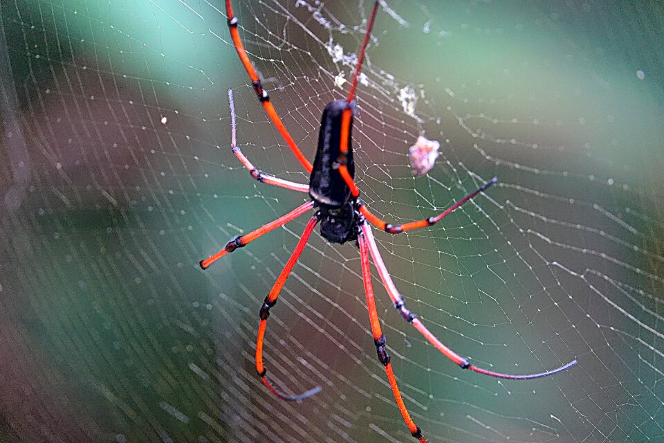 Arachnid cobweb case