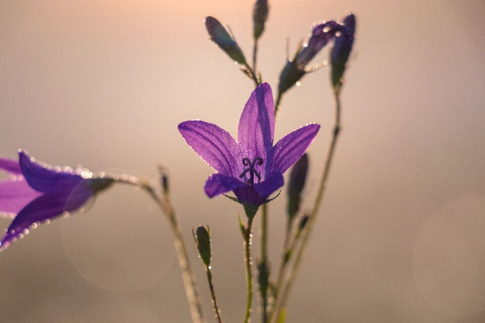 Plant beautiful flower spring