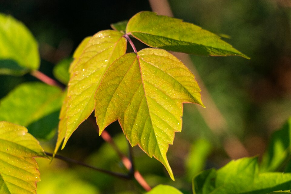 Green leaf green leaves closeup