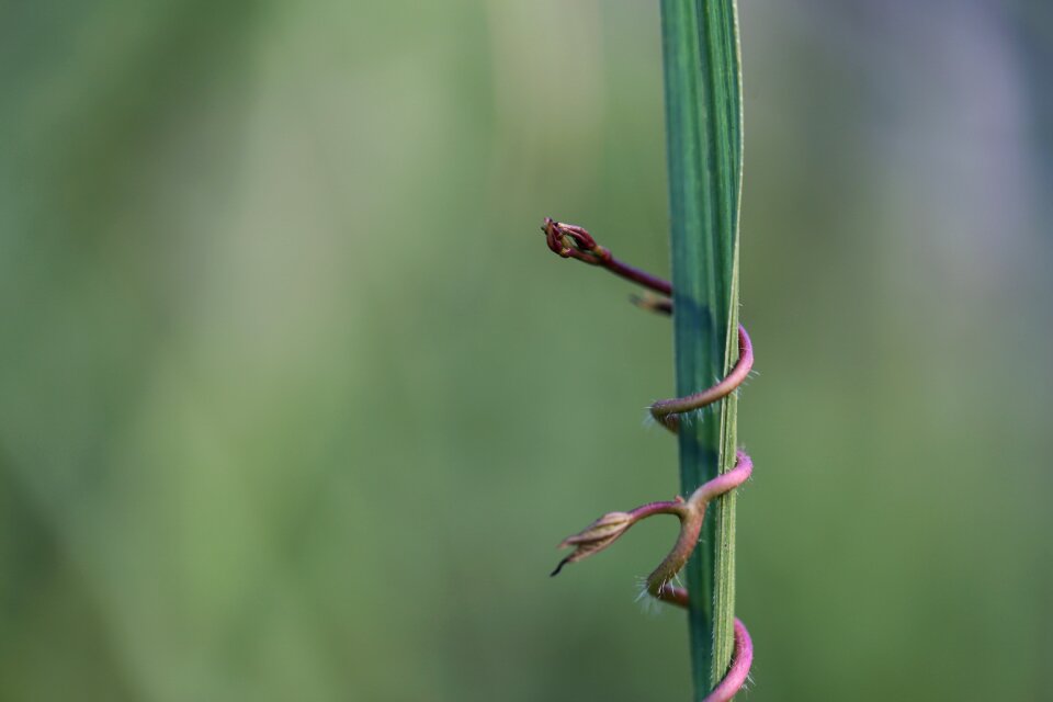 Natural summer grass