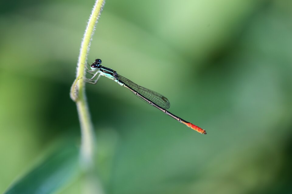 Animal fly wildlife
