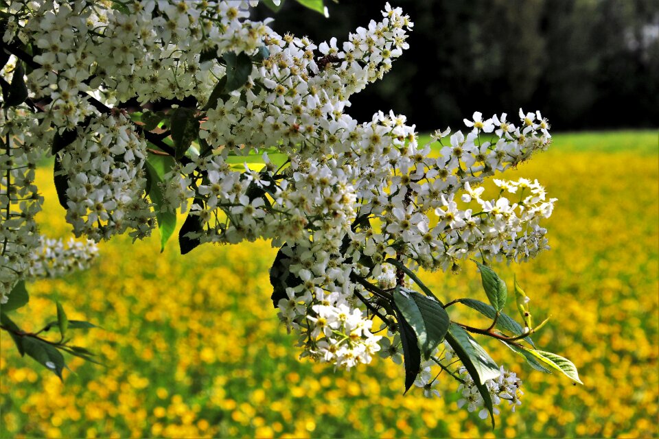 Tree season branch