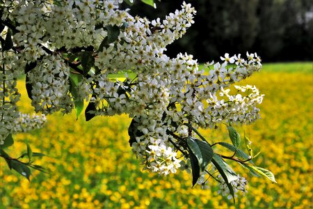 Tree season branch