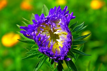 Garden summer nature