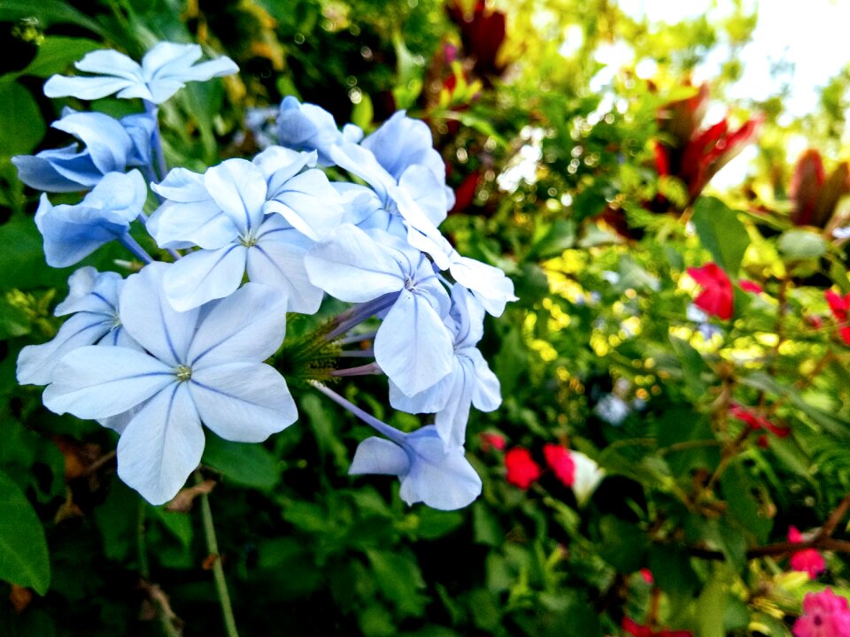 Flower garden summer blossom