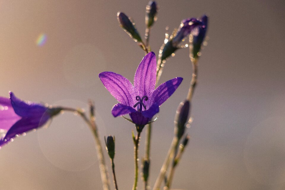 Flowers plant beautiful flower