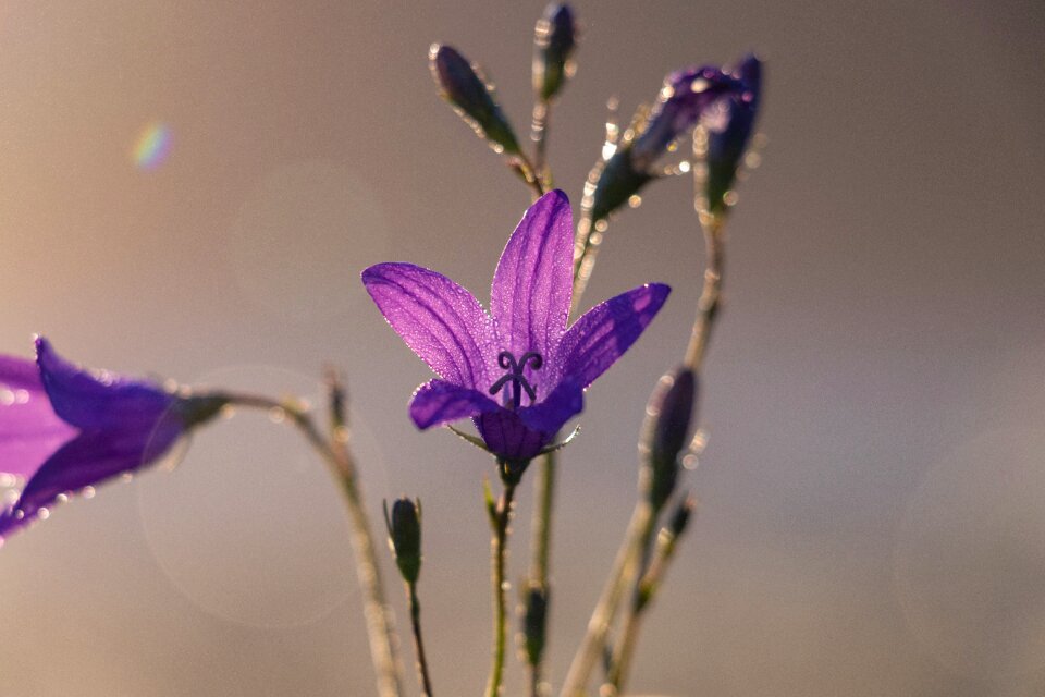 Flowers plant beautiful flower photo