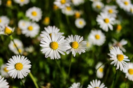 Meadow plant grass