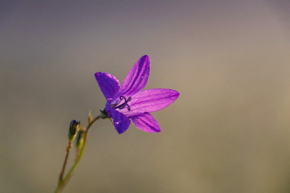 Plant beautiful flower bloom