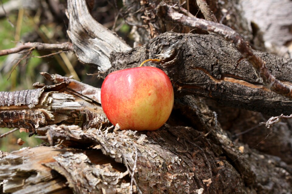 Apple tree root wood