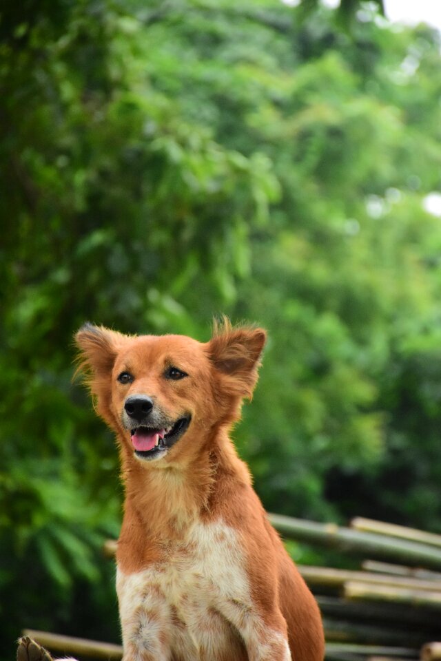 Doggy breed summer