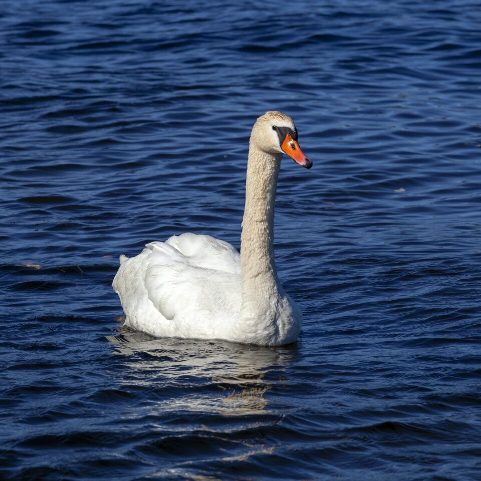 Water wildlife animal