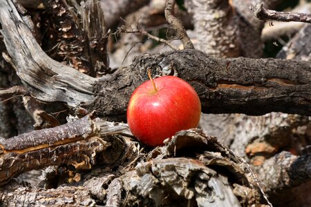 Apple tree root wood